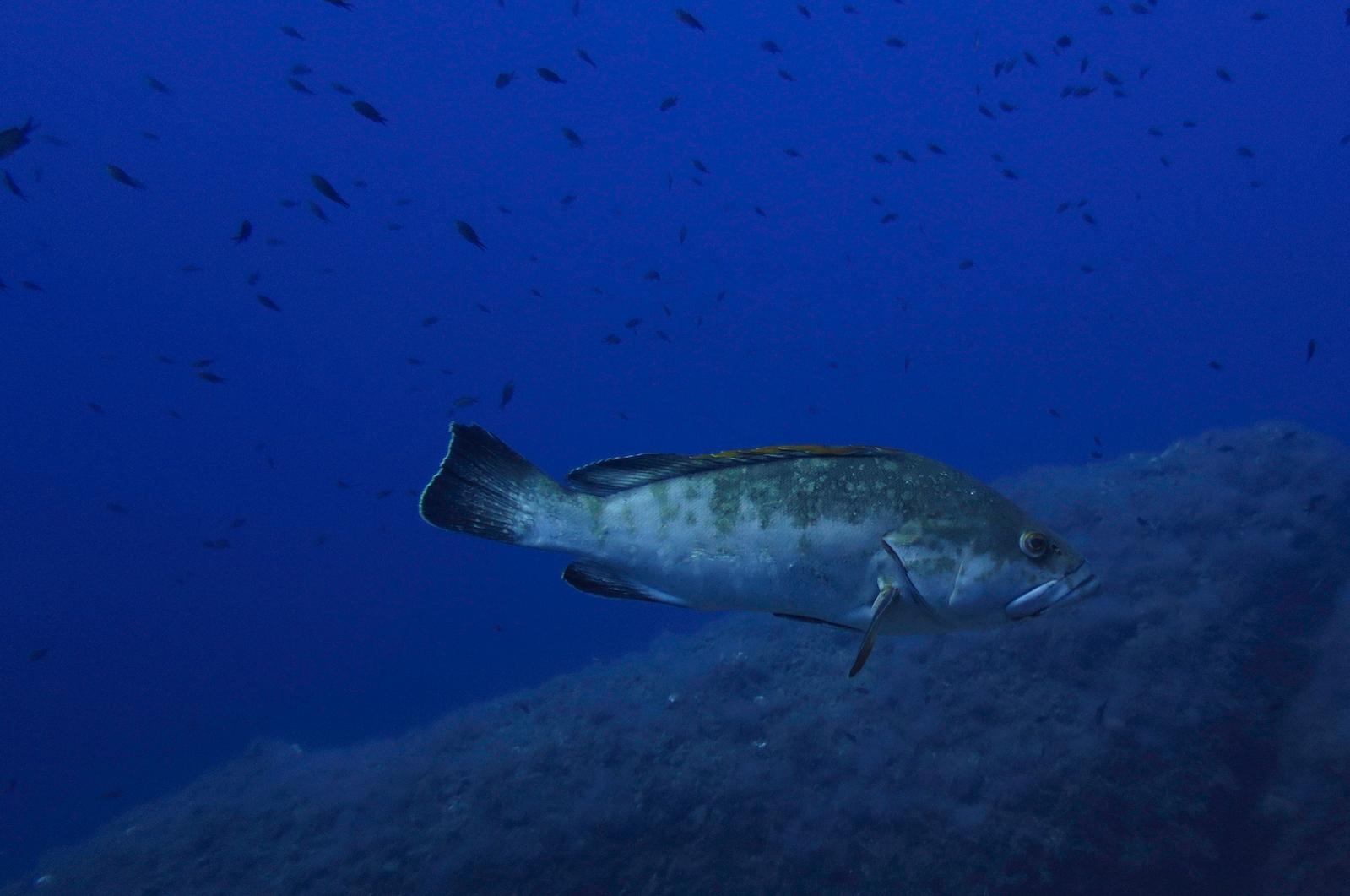 actualidad náutica, noticias náuticas, reserva marina, ponent, malgrats, islas del toro, normativa, 