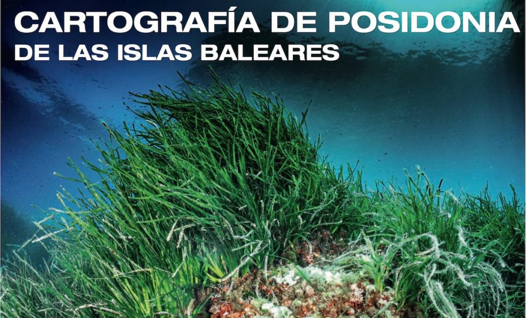 Posidonia